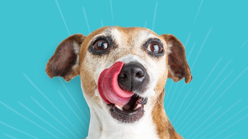 Pet Marketing Agency - Timmermann Group Pet Marketing Agency - Timmermann Group